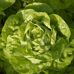 Sałata Sotalis 5000 nasion ZW ST